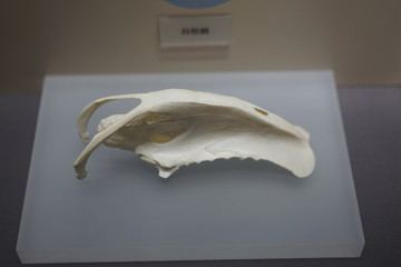 白枕鹤头骨标本