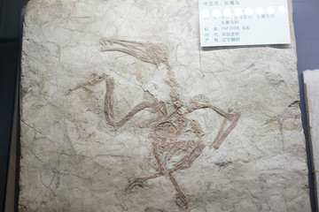 早白垩纪长嘴鸟化石