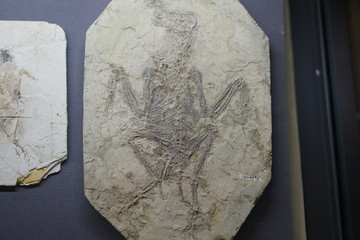 早白垩纪孔子鸟化石