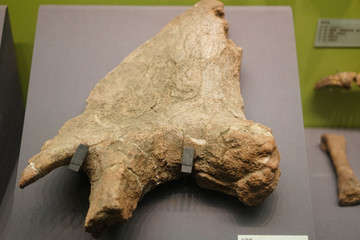 早侏罗纪恐龙左肠骨化石