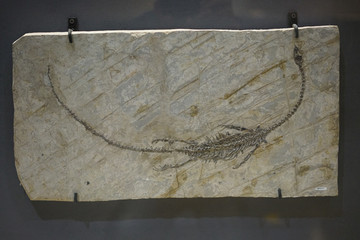 早白垩纪凌源潜龙化石