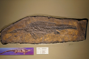 三叠纪早期南漳湖北鳄化石