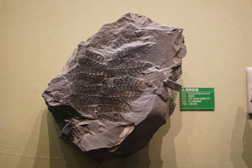早二叠纪太原栉羊齿化石