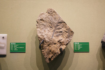 二叠纪栉羊齿化石