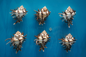 菊苣棘螺标本