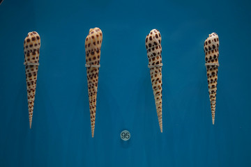 锥笋螺标本