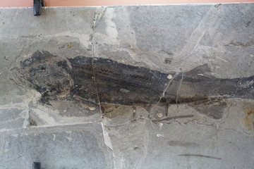 晚侏罗纪潘氏北票鲟化石