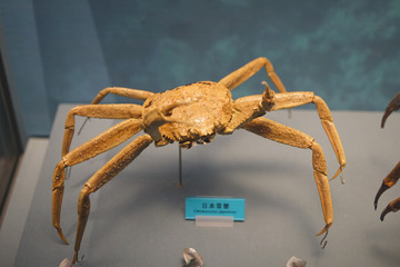 日本雪蟹标本
