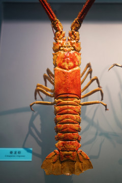 脊龙虾标本
