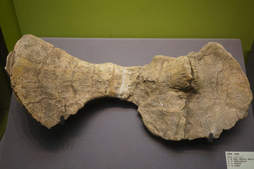 侏罗纪早期恐龙肩胛骨