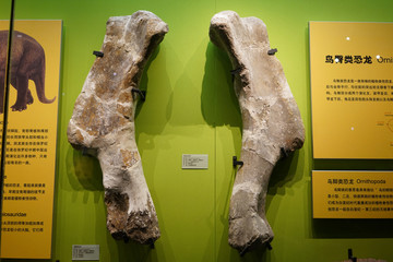 晚白垩纪巨型山东龙肱骨化石