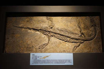 中三叠纪幻龙化石