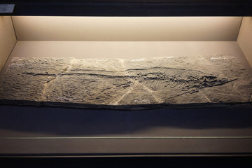 三叠纪中期鱼龙化石