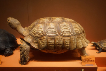 中非陆龟标本