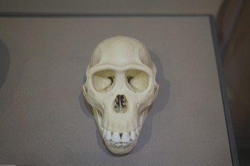 倭黑猩猩头骨