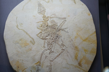 早白垩纪孔子鸟化石