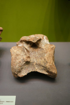 颈椎化石