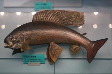 褐鲑鱼