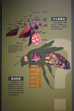 昆虫身体构造图