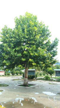 学校的梧桐树