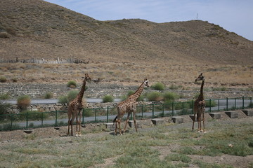 天山野生动物园长颈鹿