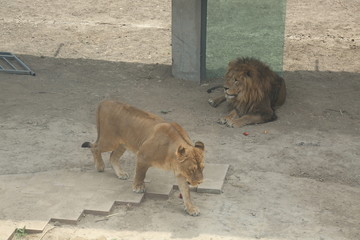 动物园猛兽区的狮子