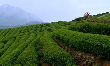 茶山茶园