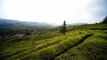 茶山茶园