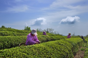 茶山茶园