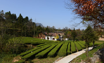 茶山茶园