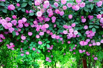 蔷薇花开