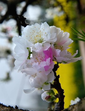 桃花