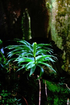 野百合岩板花