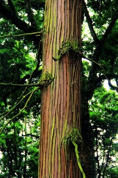 云峰寺千年杉树