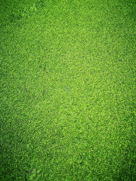 绿色草坪背景素材