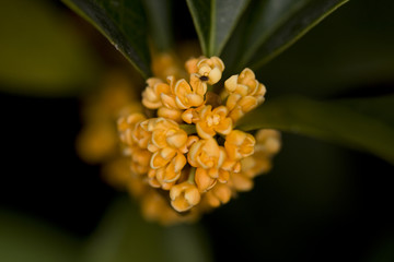 桂花
