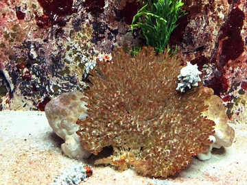 海底世界珊瑚