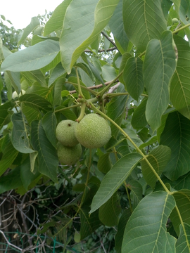 核桃树 青核桃