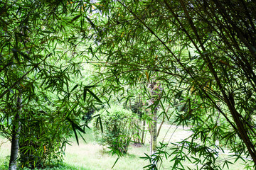 竹林