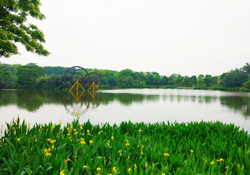 湖泊绿叶风景