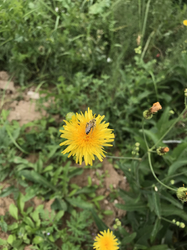 蒲公英花上采蜜的小野蜂