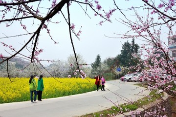 春天桃花开