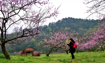 春天桃花开