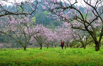 春天桃花开