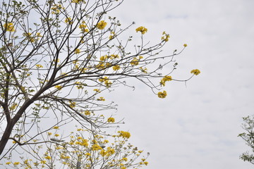 黄花铃木