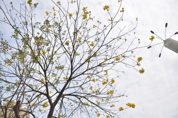 春天的黄花铃木