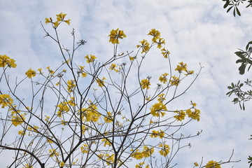 黄花铃木