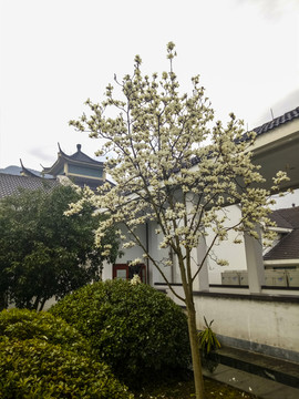 玉兰花