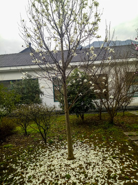 玉兰花