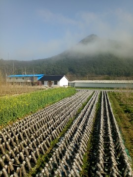 黑木耳种植